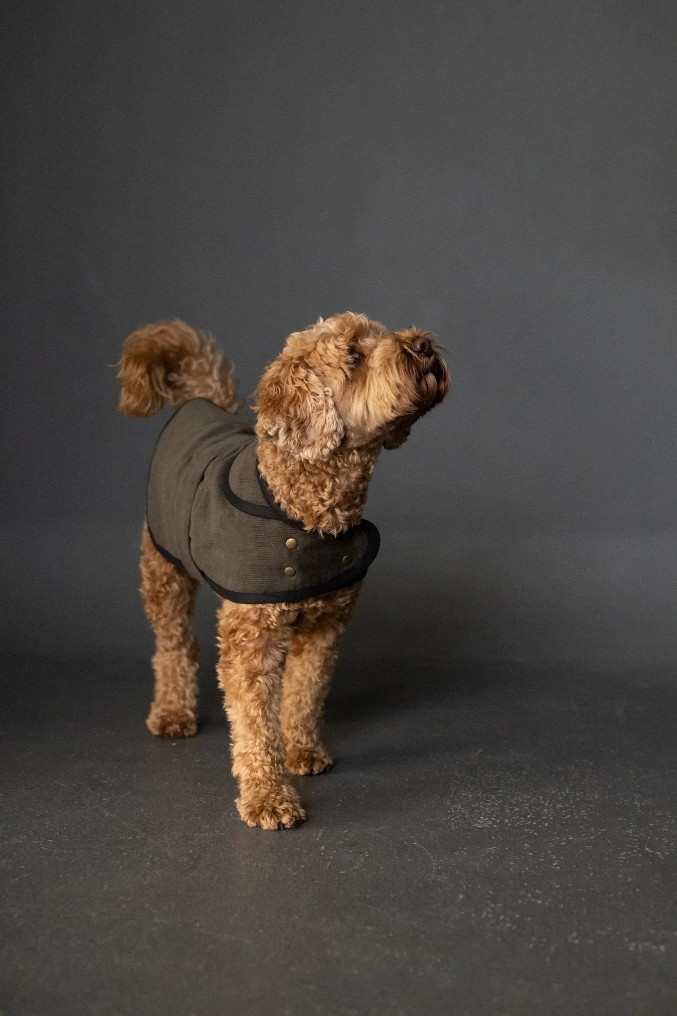 The Barka Dog Coat PDF Pattern - Merchant & Mills - Image 5